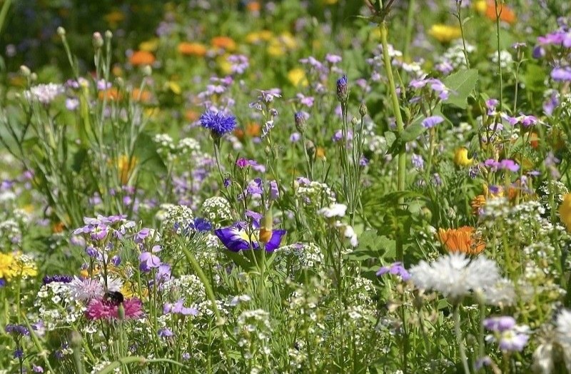 Photo de fleurs